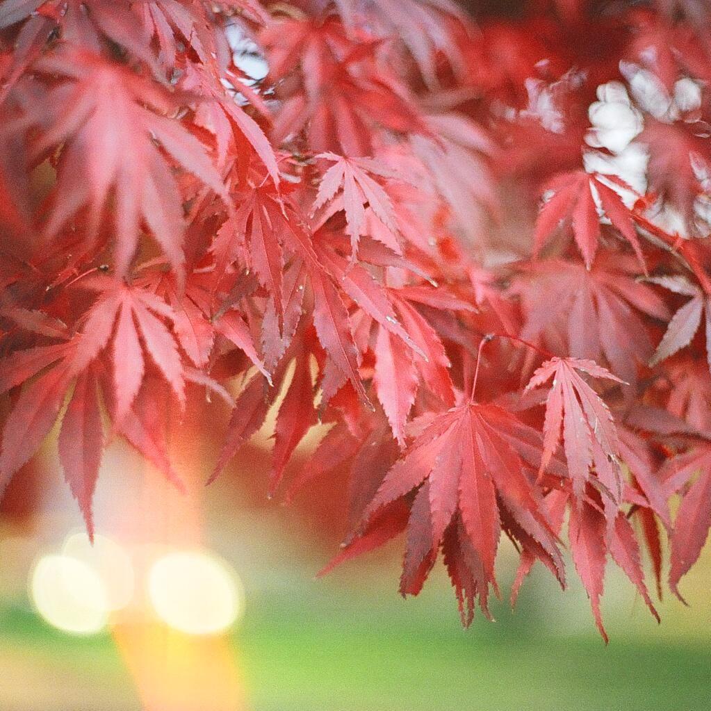 Acer palmatum 'Glowing Embers' ~ Glowing Embers Japanese Maple