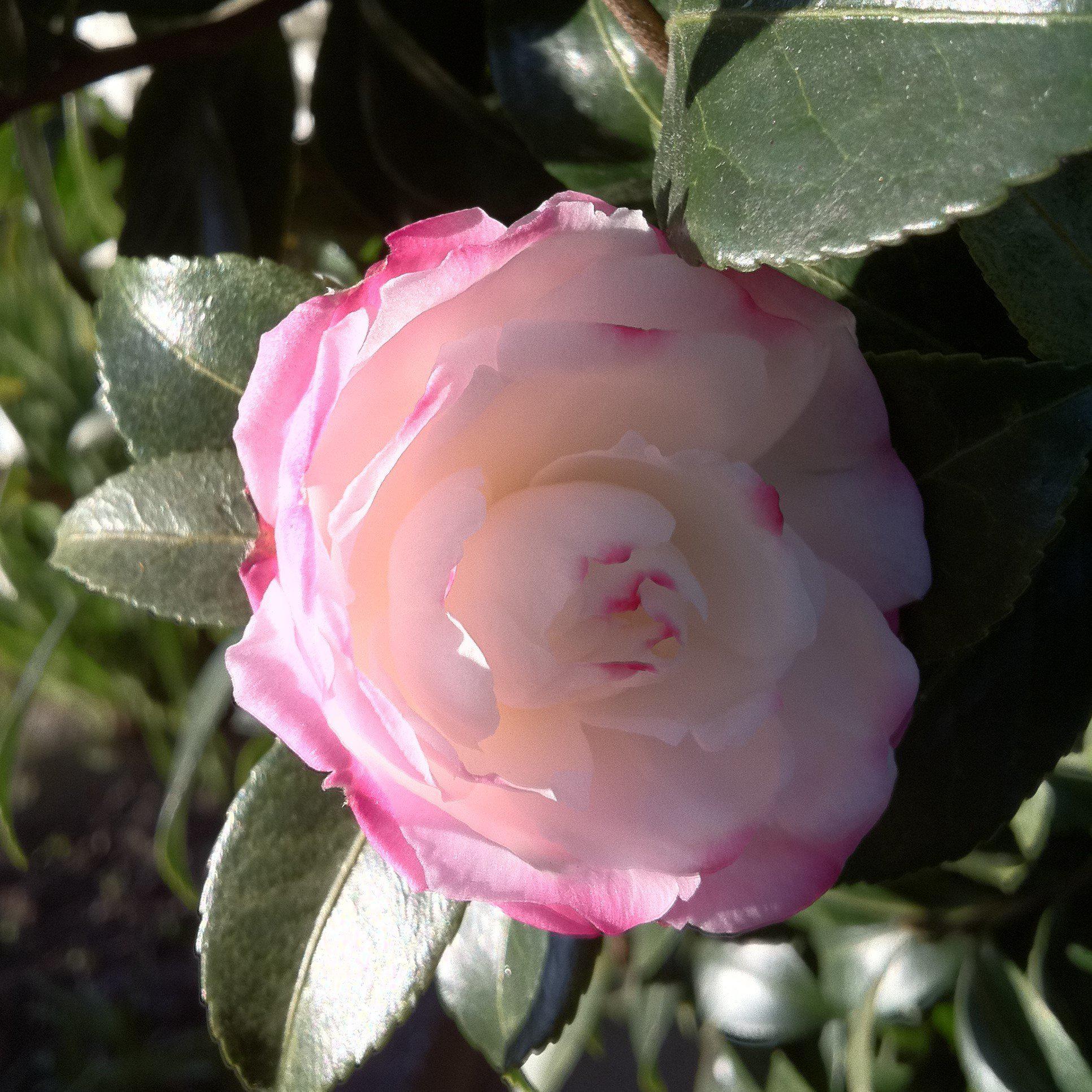 Camellia sasanqua 'Leslie Ann' ~ Leslie Ann Camellia