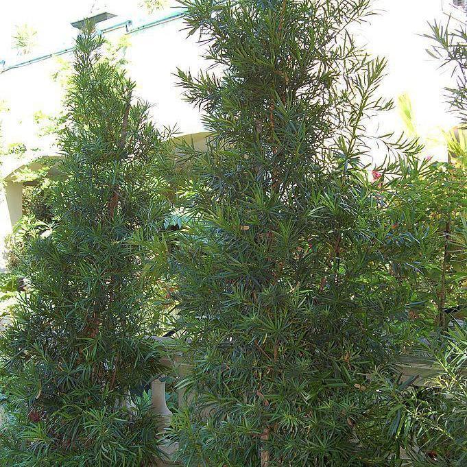 Podocarpus macrophyllus ~ Yew Pine