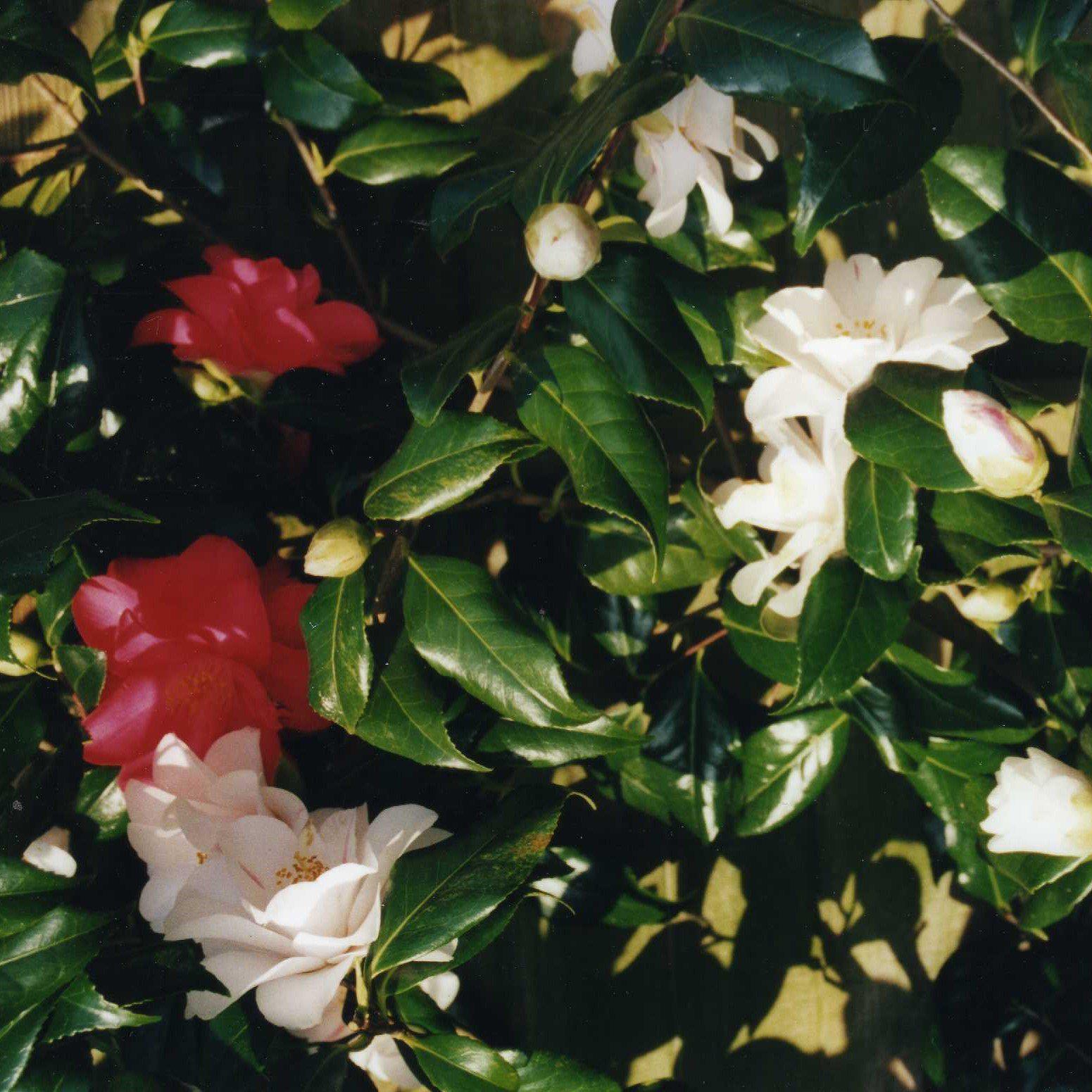 Camellia japonica 'Lady Vansittart' ~ Lady Vansittart Camellia