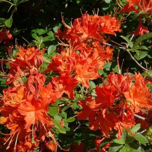 Rhododendron 'Great Balls of Fire' ~ Great Balls of Fire Aromi Azalea