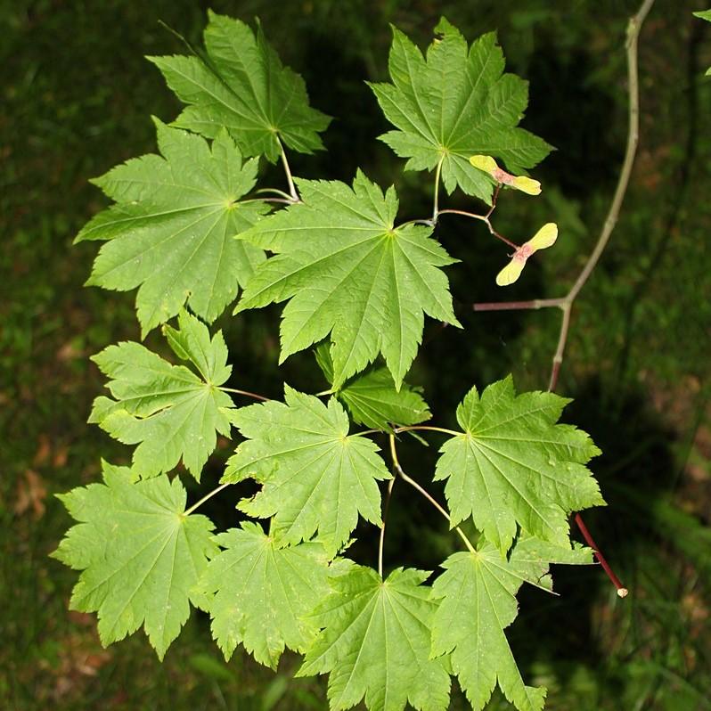 Acer japonicum 'Attaryi' ~ Attaryi Fullmoon Maple