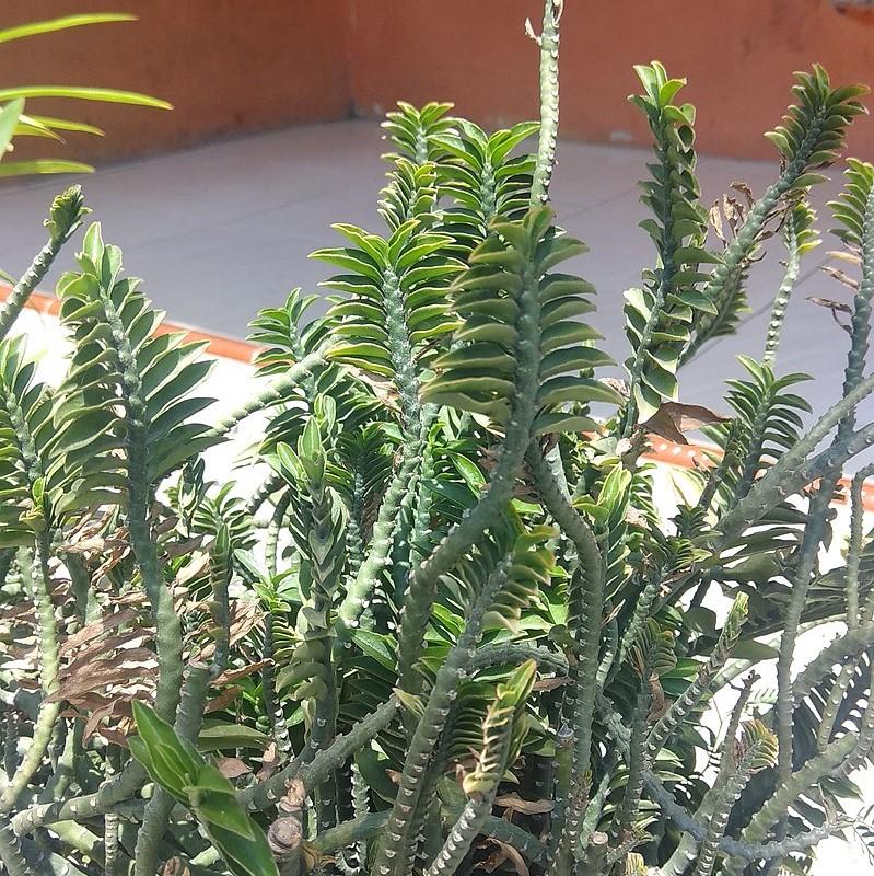 Euphorbia tithymaloides 'Nana' ~ Dwarf Devil's Backbone