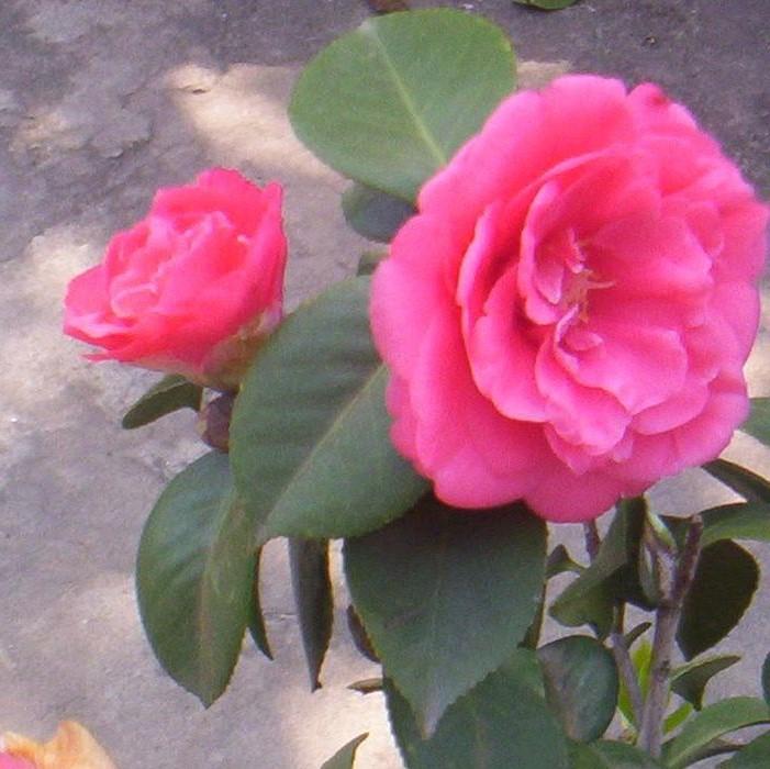 Camellia sasanqua 'Rose of Autumn' ~ Rose of Autumn Camellia