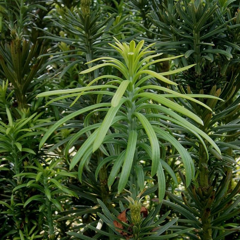 Cephalotaxus harringtonia 'Fastigiata' ~ Upright Japanese Plum Yew