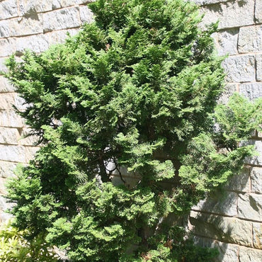 Chamaecyparis obtusa 'Templehof' ~ Templehof False Cypress