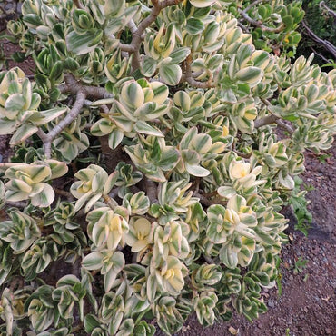 Crassula ovata ‘Variegata’ ~ Variegated Jade Plant