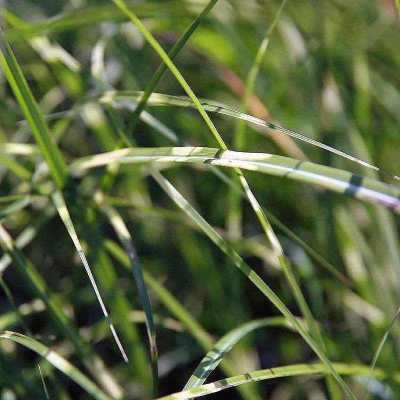 Miscanthus sinensis 'Little Zebra' ~ Little Zebra Maiden Grass