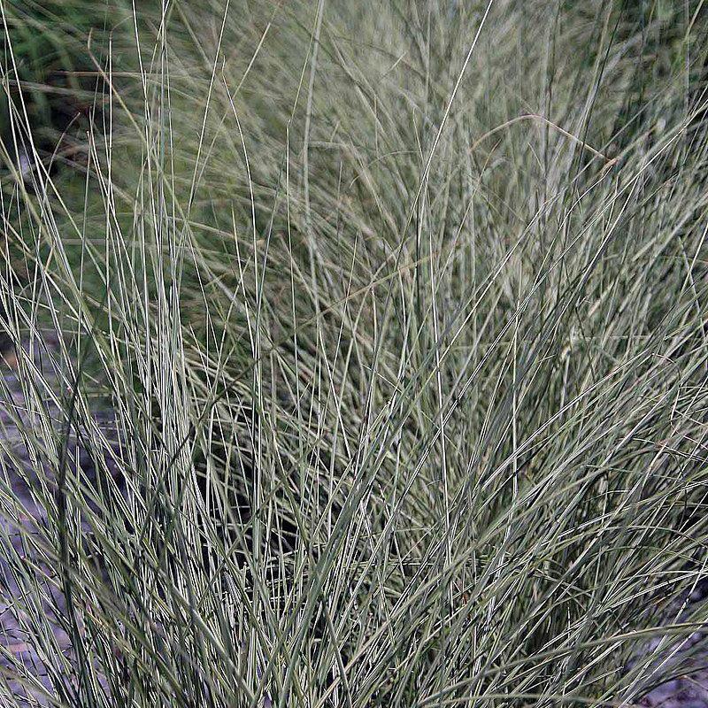 Miscanthus sinensis 'Morning Light' ~ Morning Light Maiden Grass
