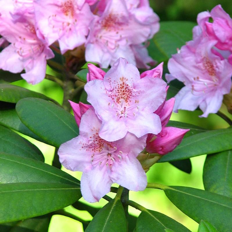 Rhododendron 'Tyler Morris' ~ Southgate® Radiance™ Rhododendron