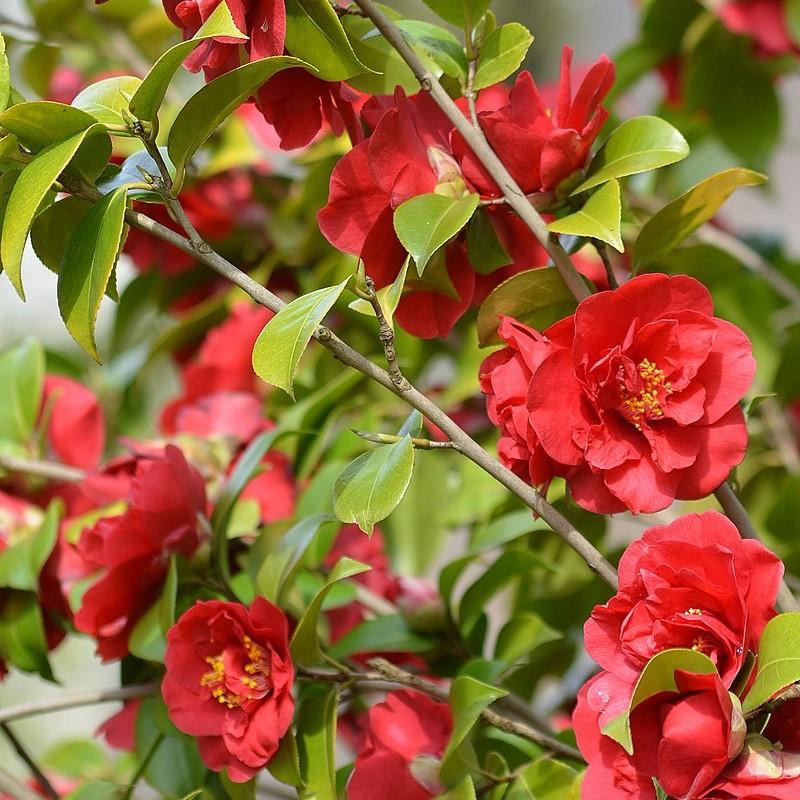 Camellia japonica 'Blood of China' ~ Blood of China Camellia