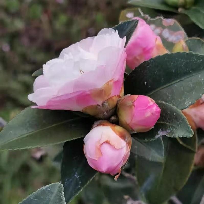 Camellia sasanqua 'Asakura' ~ Asakura Camellia