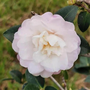 Camellia sasanqua 'Asakura' ~ Asakura Camellia