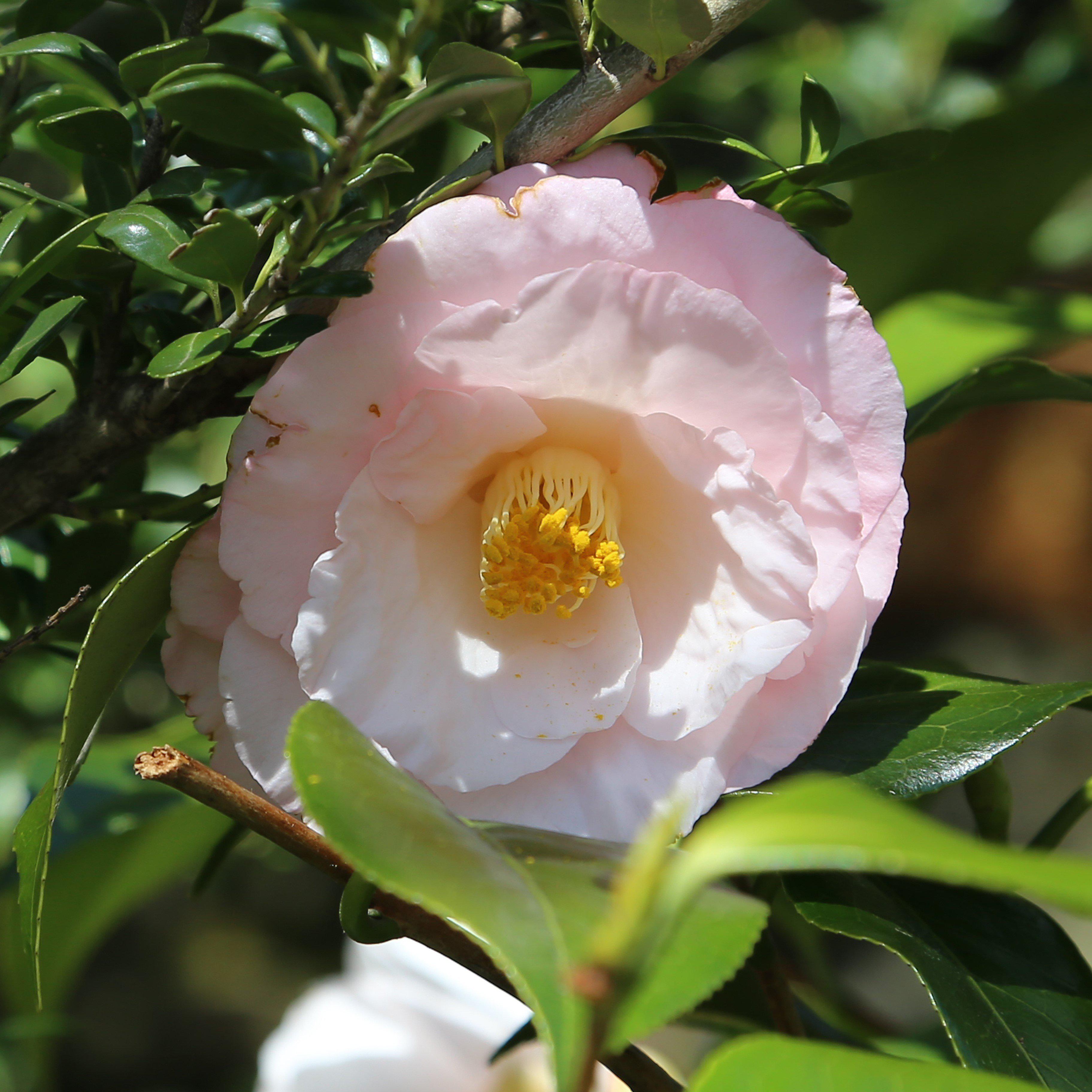 Camellia japonica 'Moonlight Bay' ~ Moonlight Bay Camellia