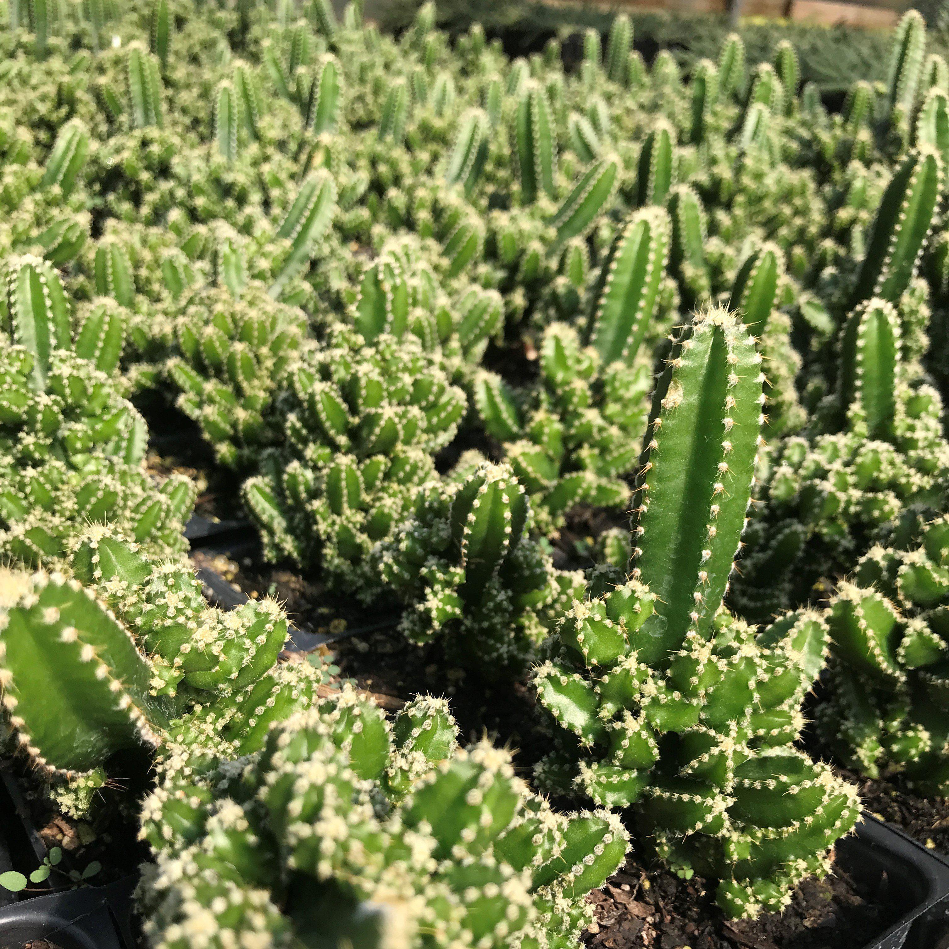 Acanthocereus tetragonus 'Fairy Castle' ~ Fairy Castle Triangle Cactus
