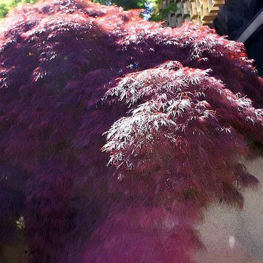 Acer palmatum var. dissectum 'Crimson Queen' ~ Crimson Queen Japanese Maple