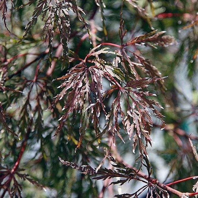 Acer palmatum var. dissectum 'Tamukeyama' ~ Tamukeyama Japanese Maple