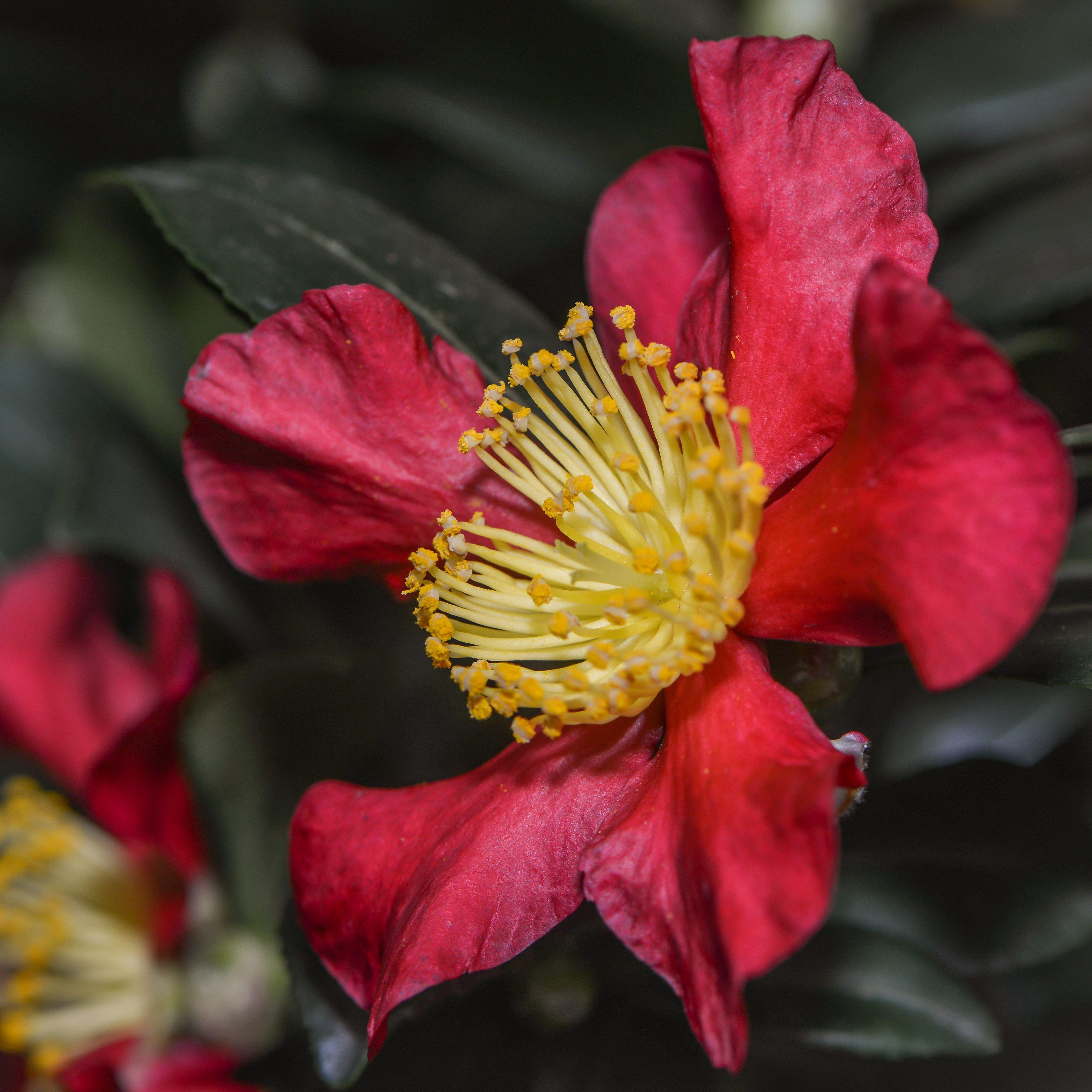 Camellia sasanqua 'Green 08-052' PP30386 ~ October Magic® Crimson N’ Clover™ Camellia