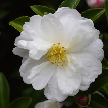 Camellia sasanqua 'Northern Exposure' ~ Northern Exposure Camellia