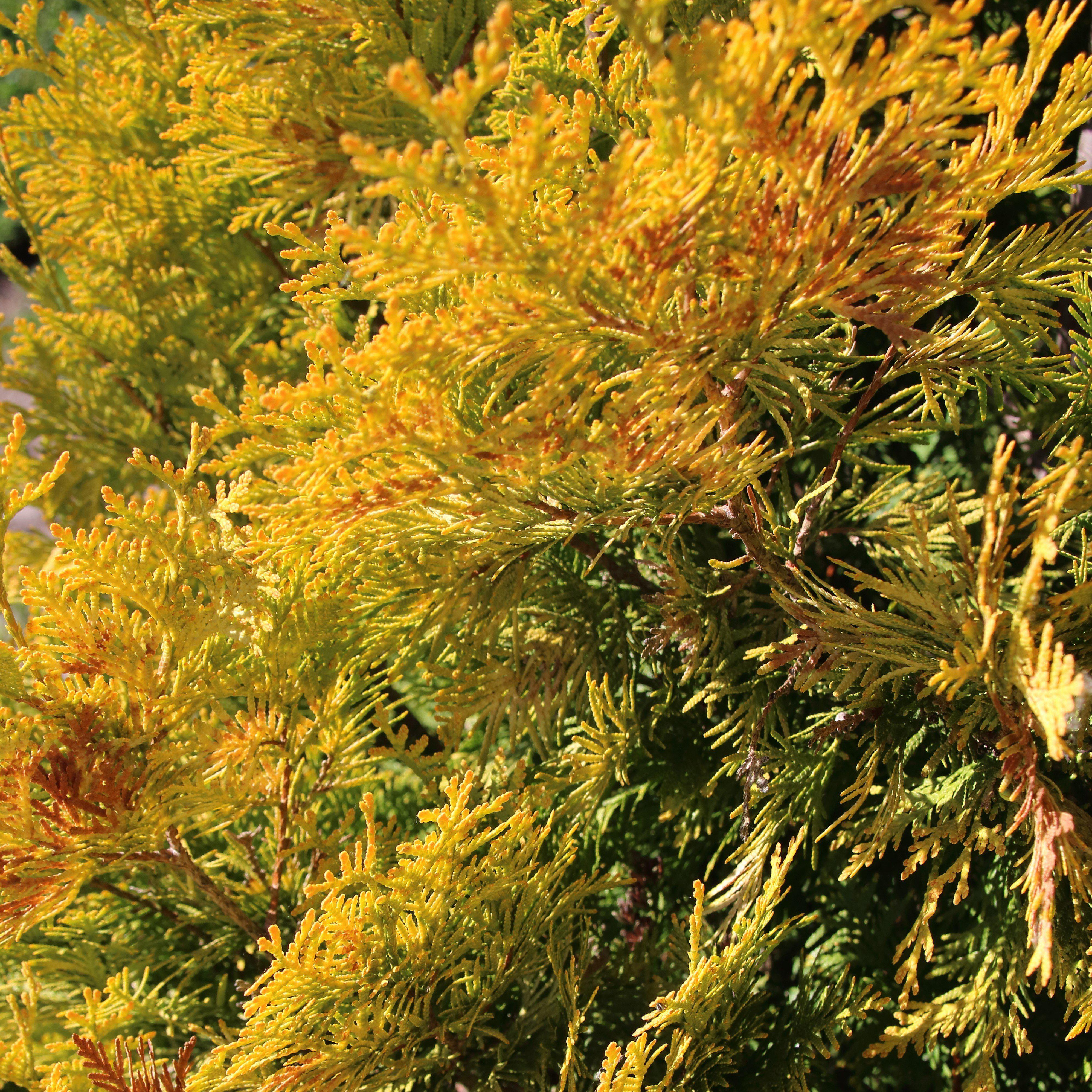 Chamaecyparis obtusa 'Lucas' ~ Lucas False Cypress
