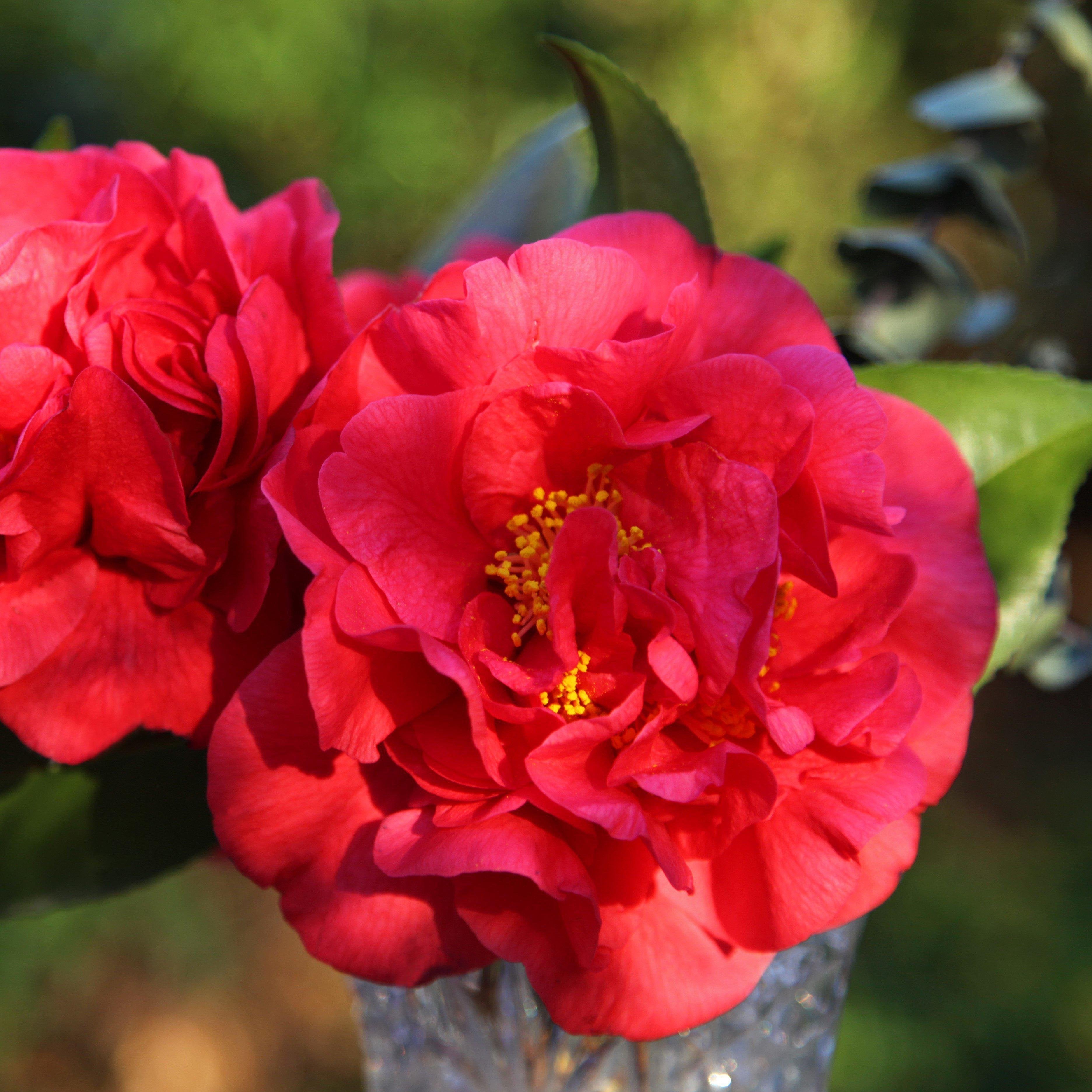 Camellia japonica 'Professor Charles S Sargent' ~ Professor Sargent Camellia