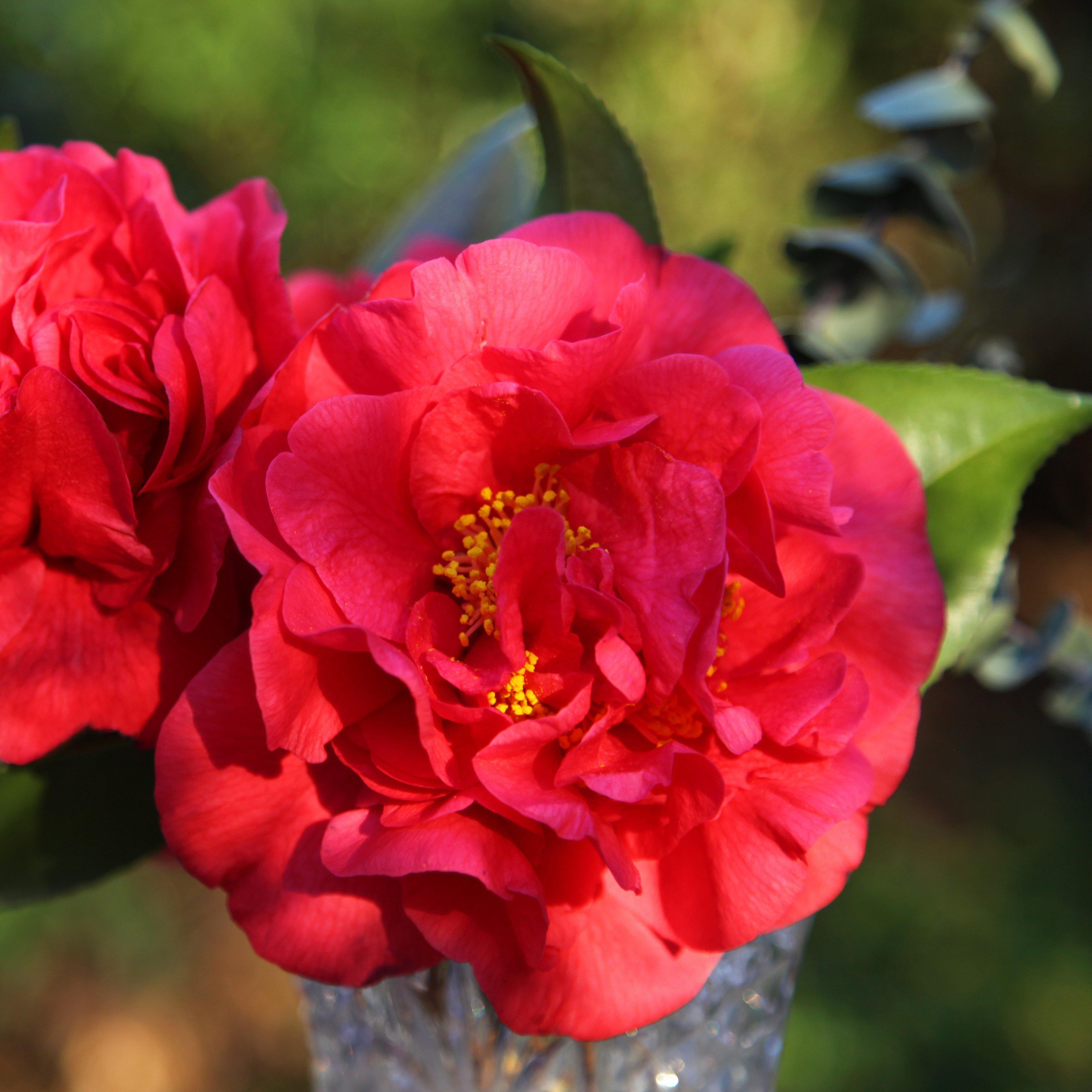 Camellia sasanqua 'Green 02-003' PP24538 ~ October Magic® Ruby™ Camellia