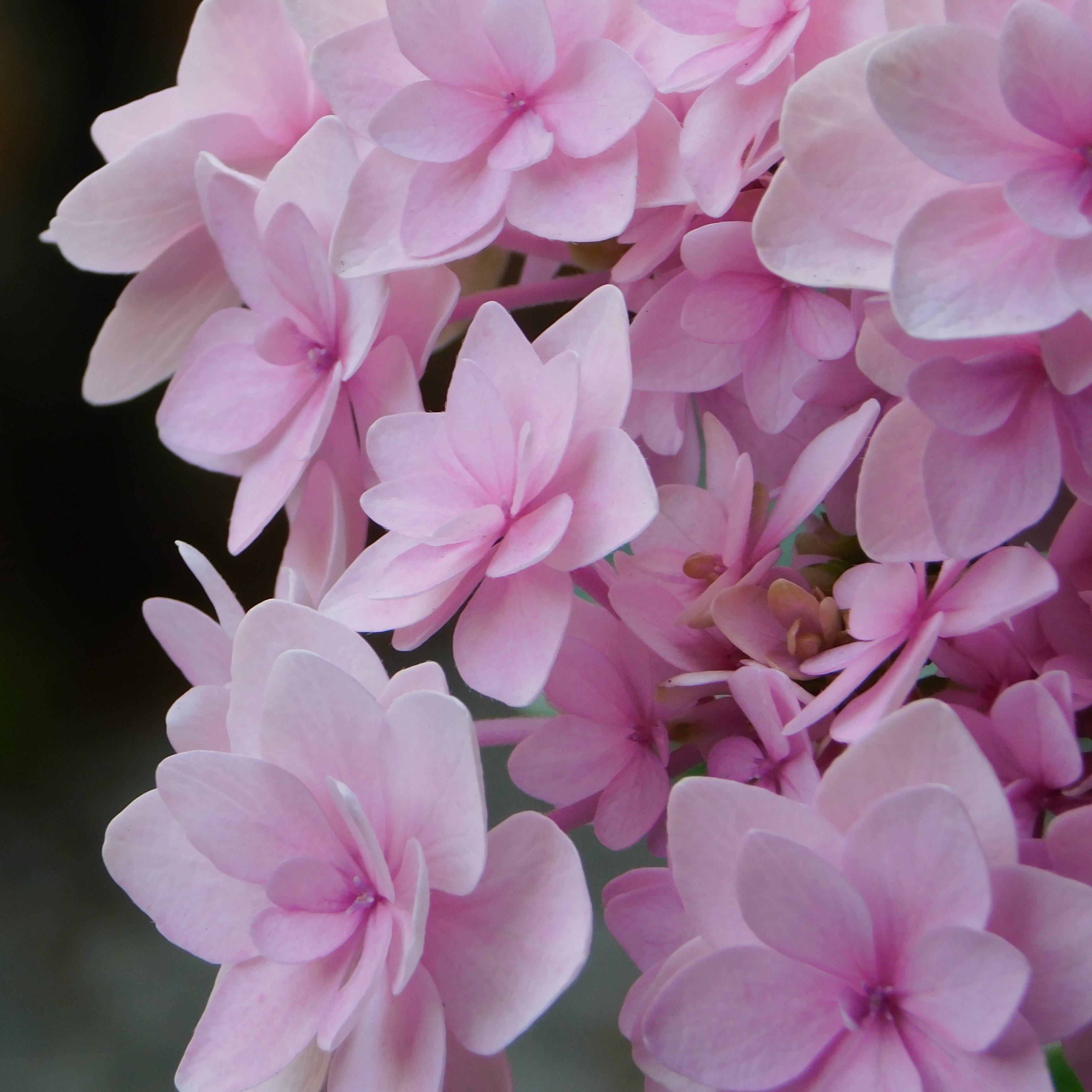 Hydrangea macrophylla 'Double Pink REI109' ~ Forever & Ever® Double Pink Hydrangea