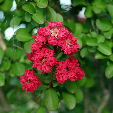 Lagerstroemia 'PIILAG-VII' PP27,303 ~  First Editions® Ruffled Red Magic™ Crape Myrtle