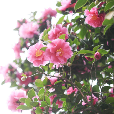 Camellia 'Winter's Joy' ~ Winter's Joy Camellia