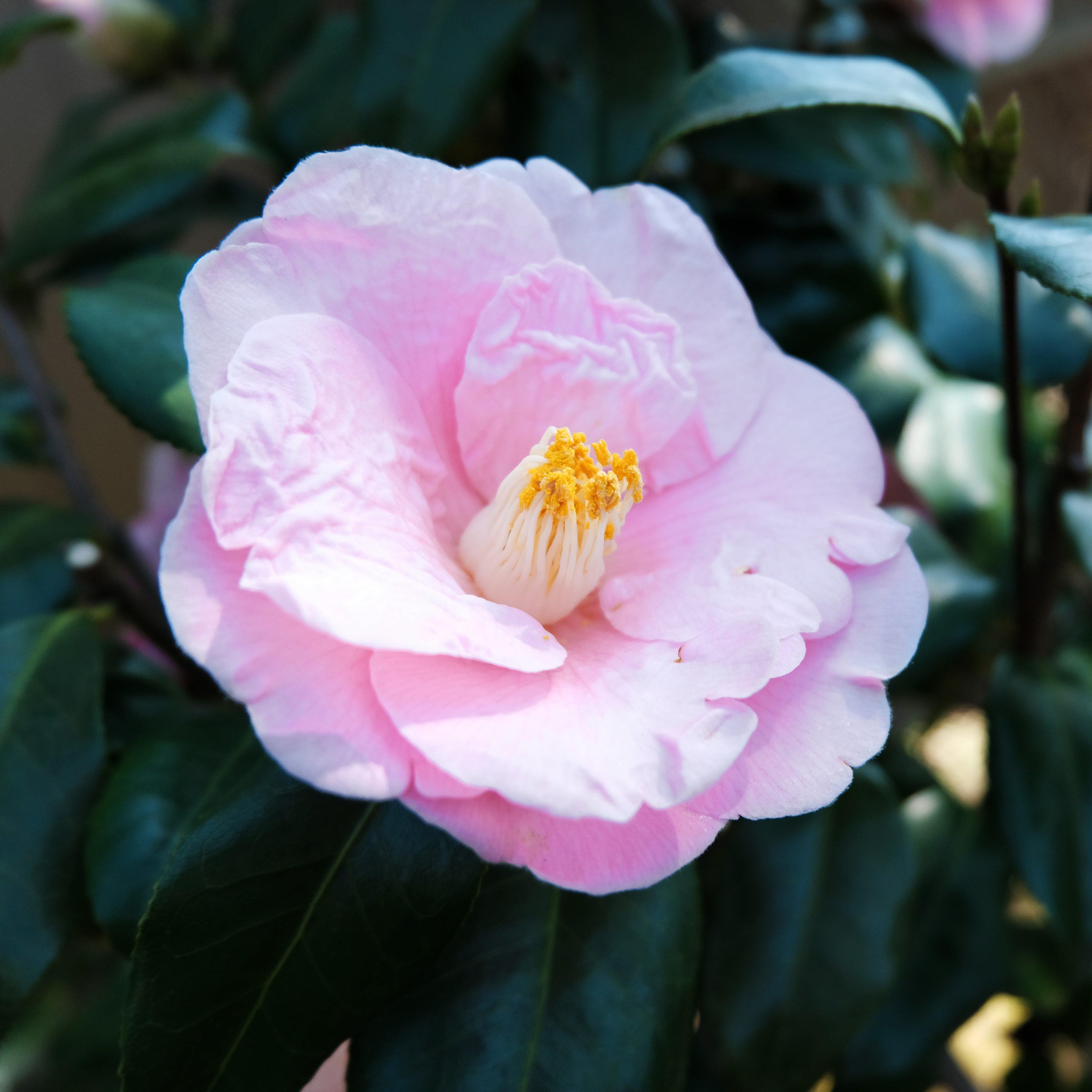 Camellia japonica 'April Blush' ~ April Blush Camellia