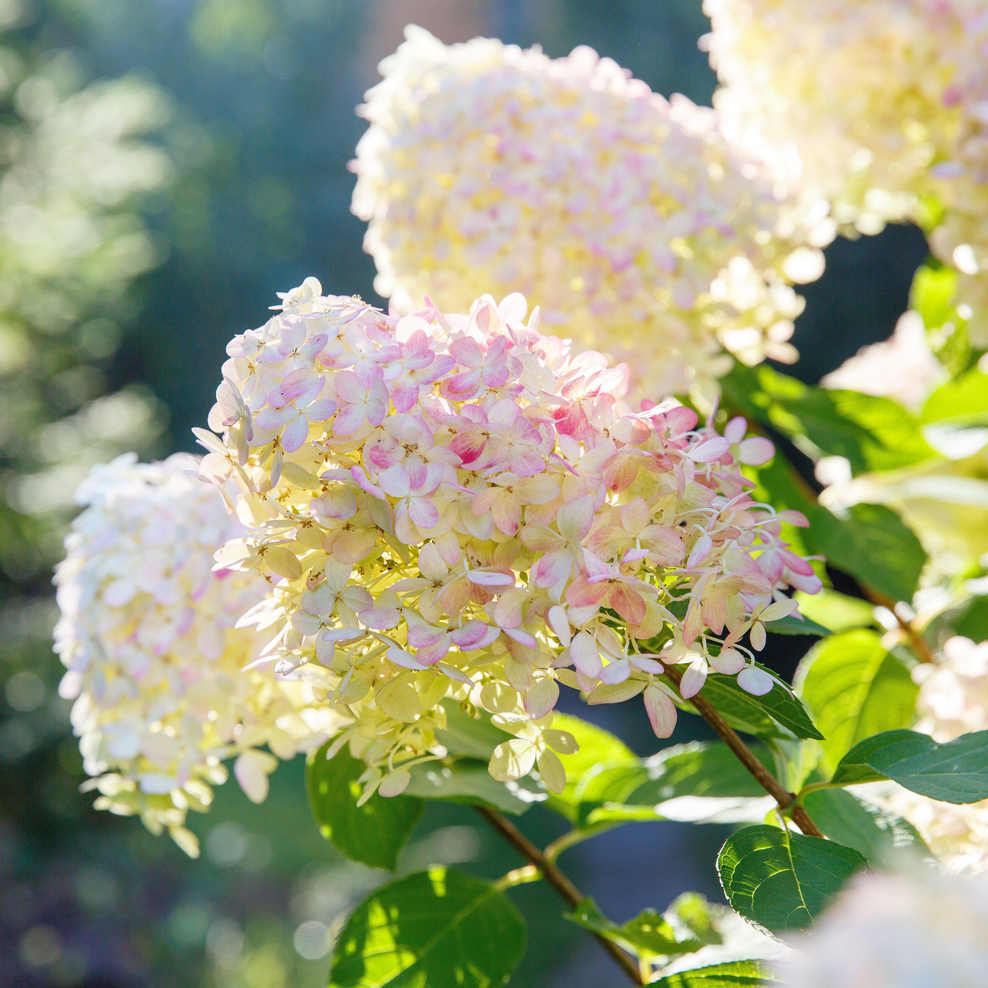 Hydrangea paniculata ‘Bokrathirteen' ~ Sweet Summer Hydrangea