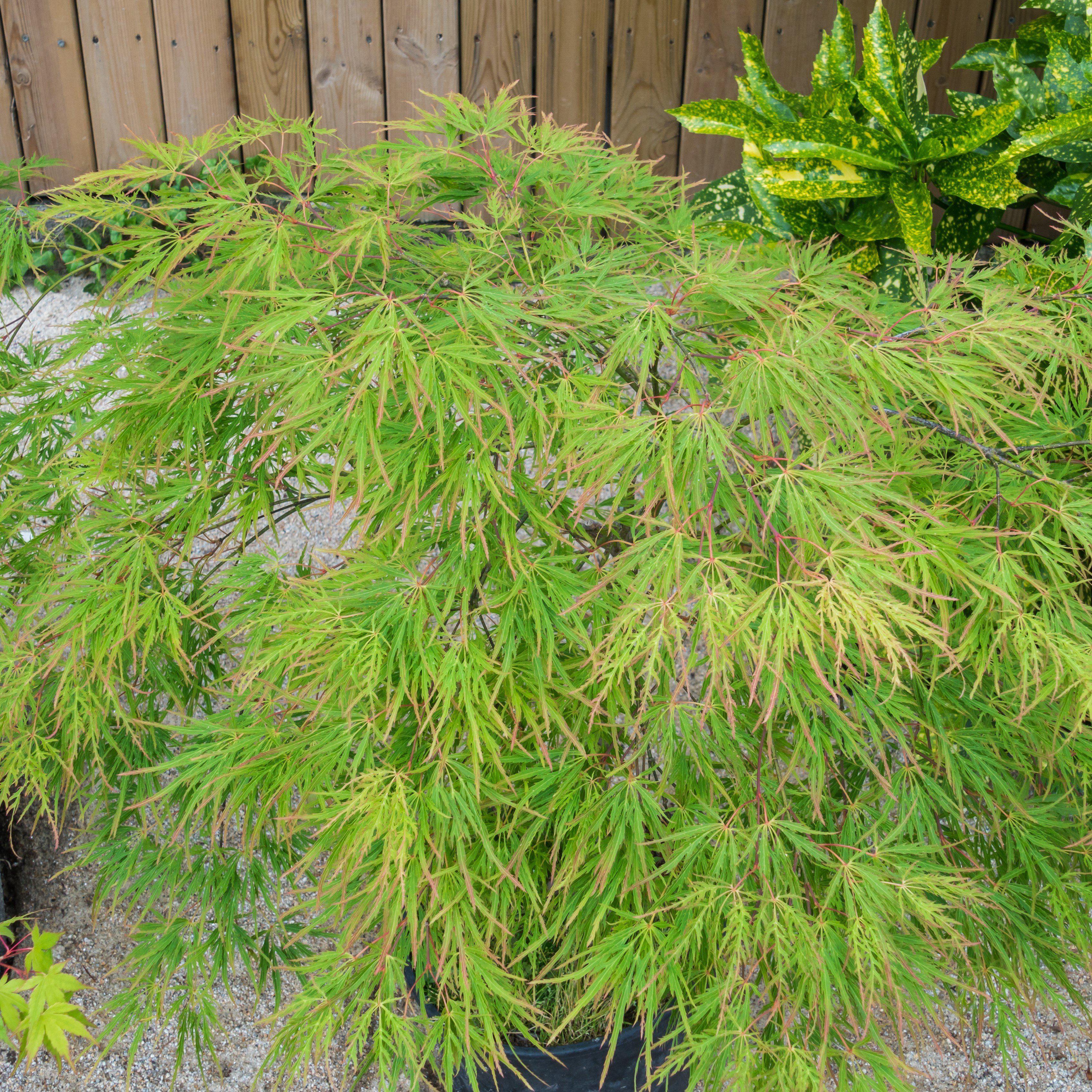 Acer palmatum 'Seiryu' ~ Seiryu Japanese Maple