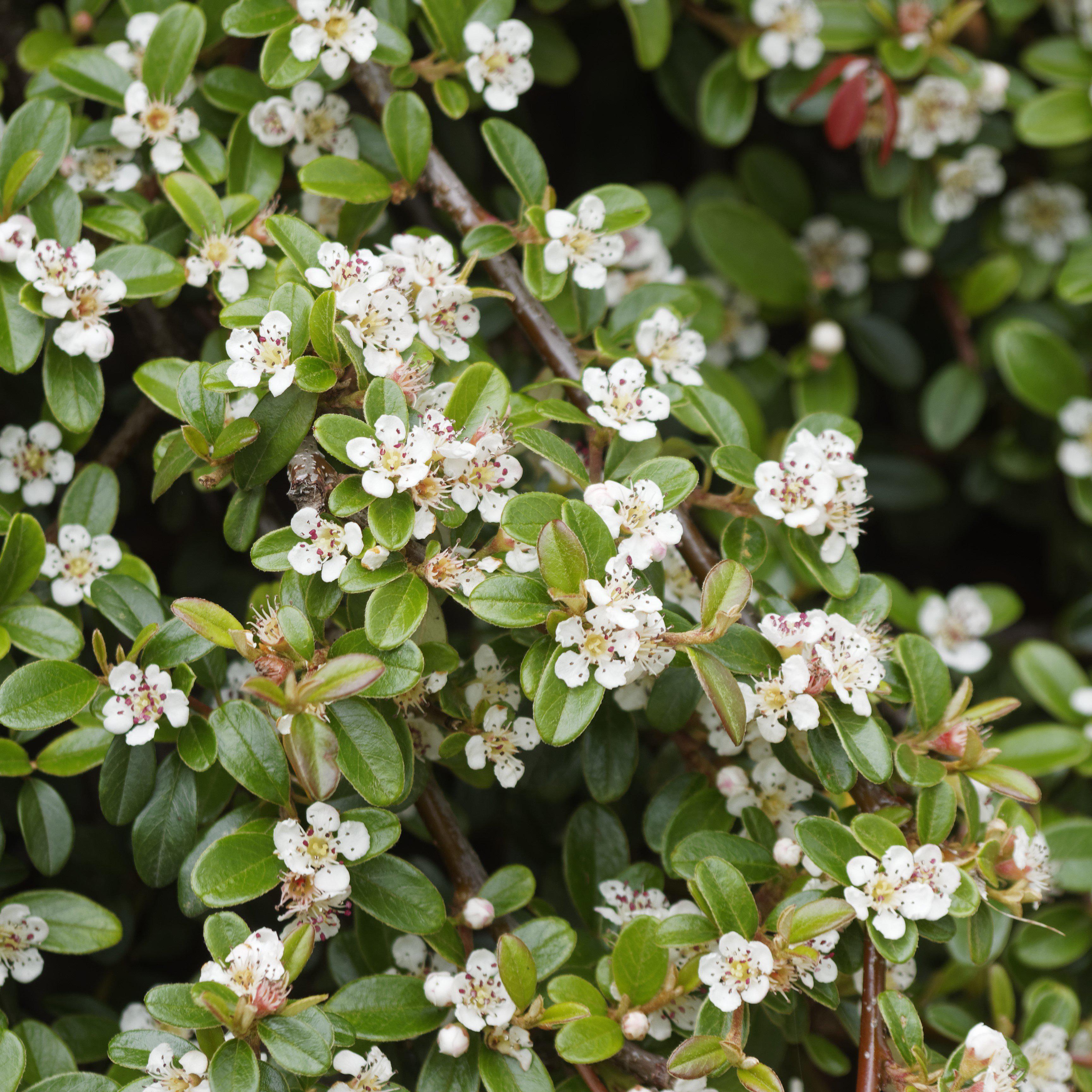 Cotoneaster dammeri 'Coral Beauty' ~ Coral Beauty Cotoneaster