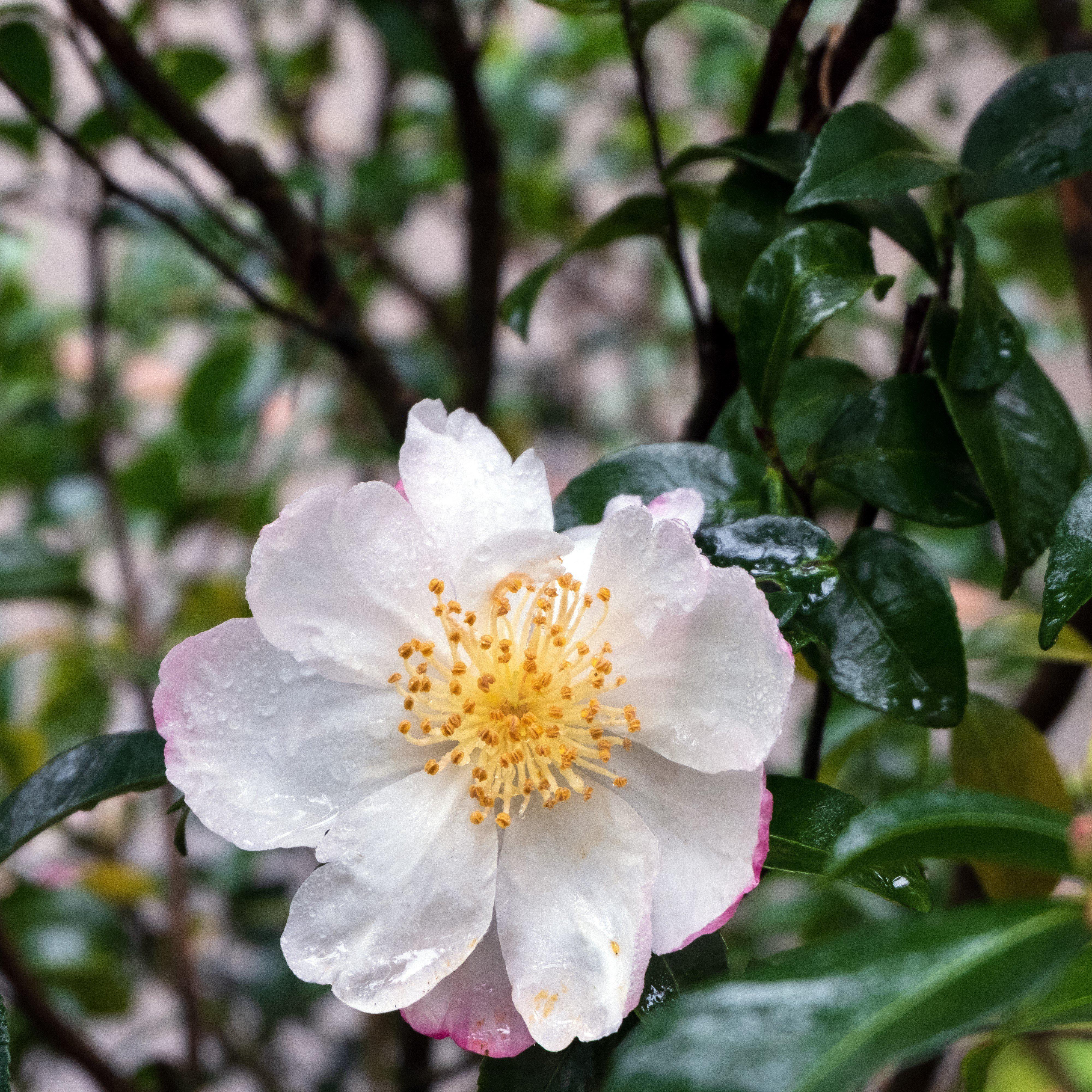 Camellia sasanqua 'Daydream' ~ Daydream Camellia