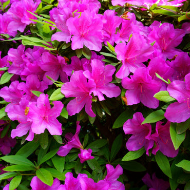 Rhododendron indica 'Formosa' ~ Formosa Azalea, Purple