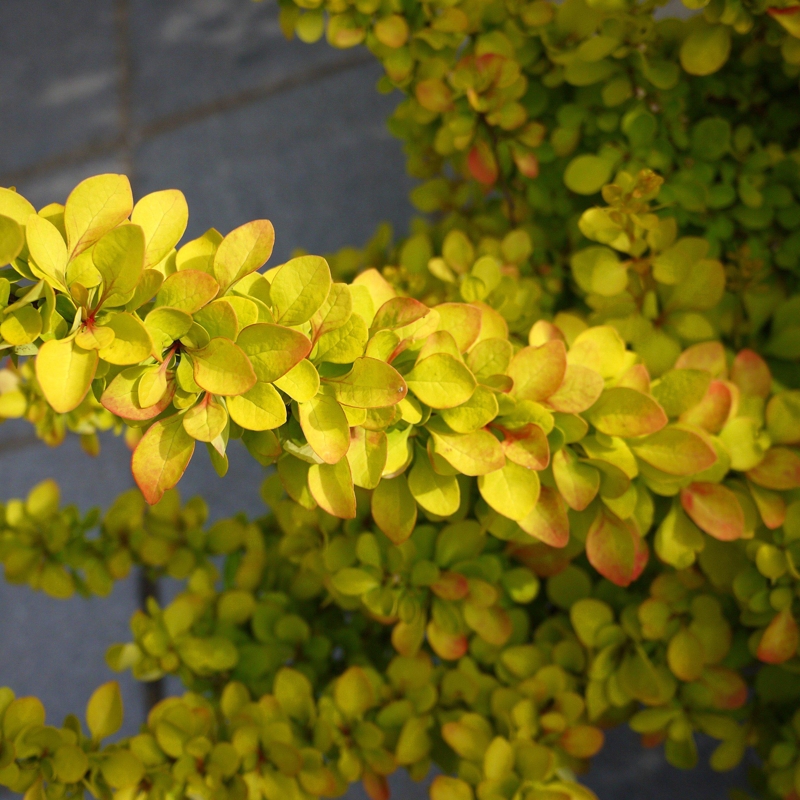 Berberis thunbergii 'BailErin'  ~  First Editions® Limoncello™ Barberry