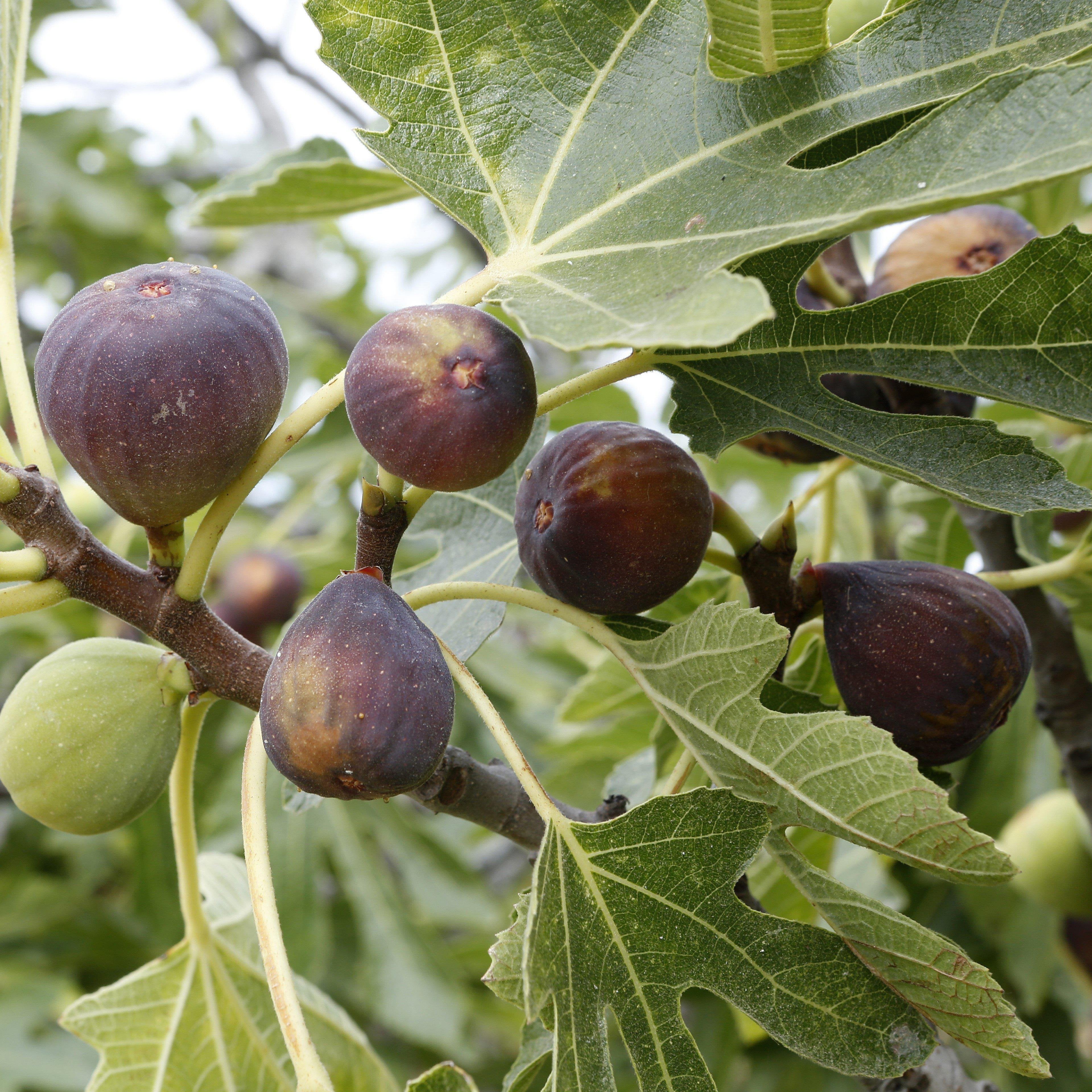 Ficus carica 'Black Mission' ~ Black Mission Fig