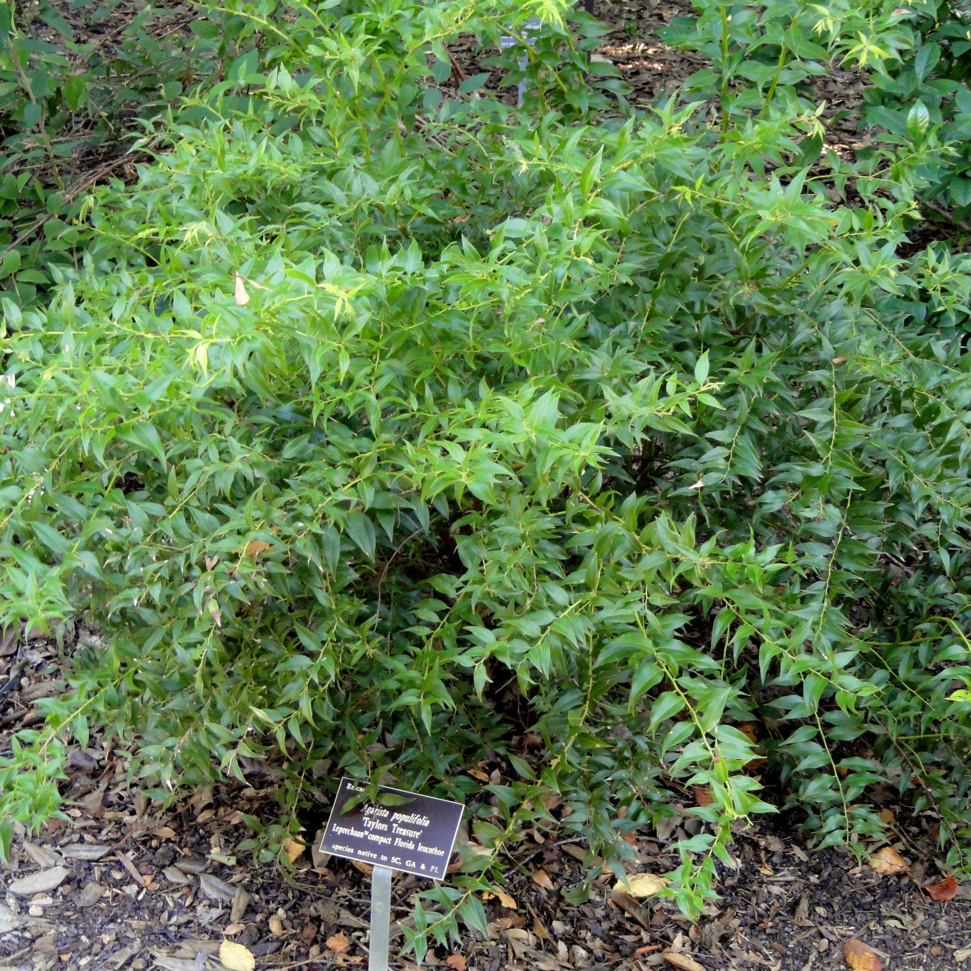 Agarista populifolia ~ Florida Leucothoe