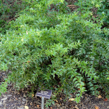 Agarista populifolia ~ Florida Leucothoe