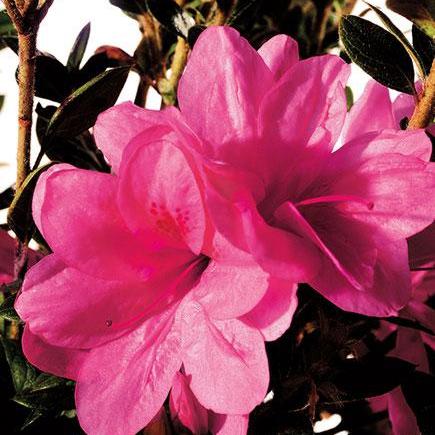 Rhododendron ‘Conles’ ~ Encore® Autumn Empress™ Azalea