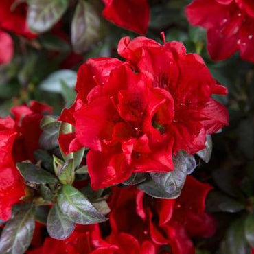 Rhododendron ‘Roblez’ ~ Encore® Autumn Fire™ Azalea