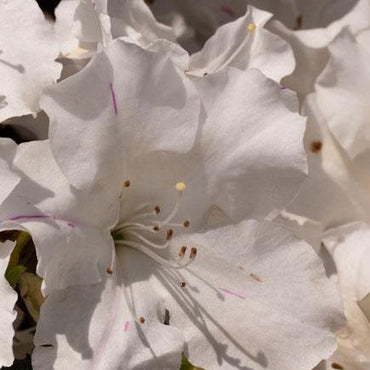 Rhododendron ‘Roblex’ ~ Encore® Autumn Lily™ Azalea
