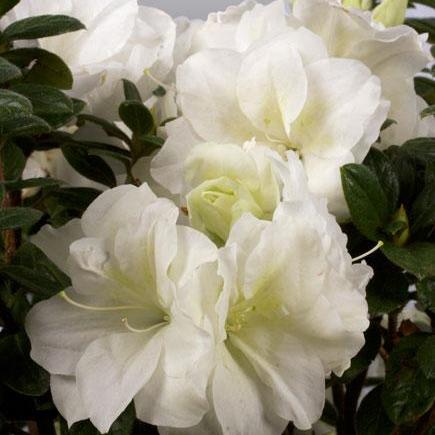 Rhododendron ‘Mootum’ ~ Encore® Autumn Moonlight™ Azalea