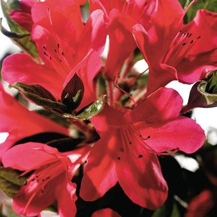 Rhododendron ‘Conler’ ~ Encore® Autumn Ruby™ Azalea