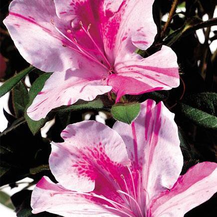 Rhododendron ‘Conlep’ ~ Encore® Autumn Twist™ Azalea