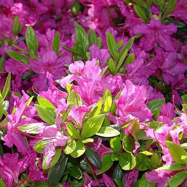 Rhododendron 'Karen' ~ Karen Azalea
