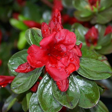 Rhododendron 'Midnight Flare' ~ 'Midnight Flare' Azalea