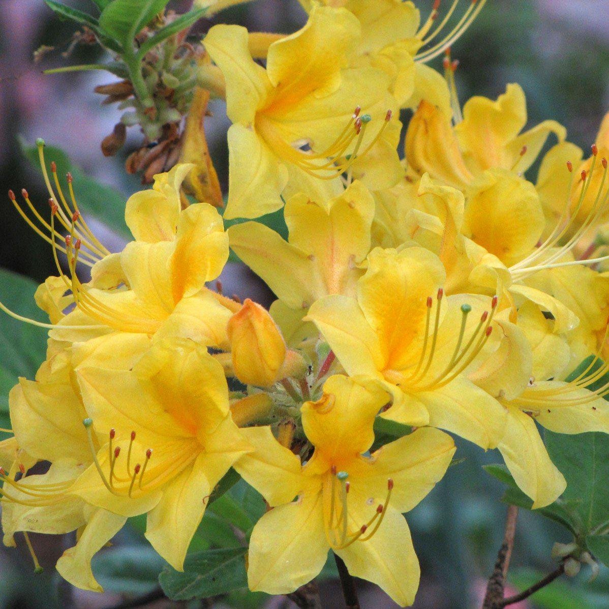 Rhododendron 'Sunny Side-Up' ~ Sunny Side Up Aromi Azalea