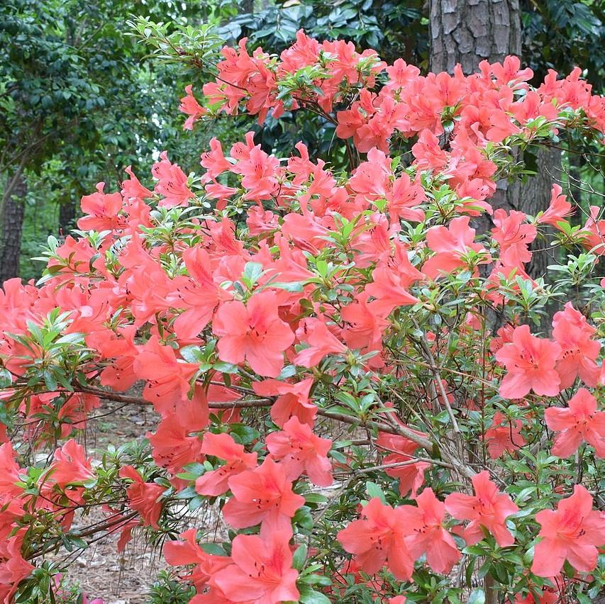 Rhododendron x ‘MNIHAR010’ P22,545 ~ Echo® Peachy Keen Azalea
