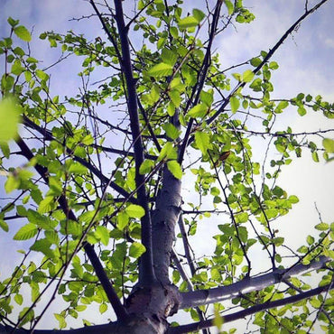 Betula nigra 'BNMTF' ~ Dura Heat® River Birch
